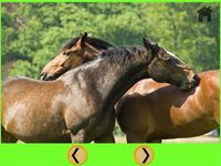 friendly horses for kids - free screenshot, image №1866719 - RAWG