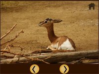 jungle animals and my kids free screenshot, image №1669928 - RAWG