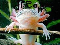axolotl day screenshot, image №2785560 - RAWG