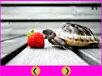 beautiful amazing turtles for kids - free screenshot, image №1866689 - RAWG