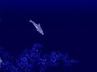Ecco the Dolphin screenshot, image №179276 - RAWG