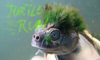 turtlerun (itch) screenshot, image №2510637 - RAWG
