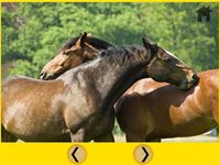 kids horses lovers - free screenshot, image №1669727 - RAWG