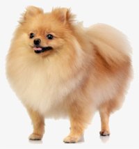 The Secret Cyborg Dogs screenshot, image №1941525 - RAWG