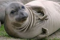 Seal simulator screenshot, image №3745754 - RAWG