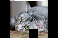hgmGame-cat screenshot, image №4178167 - RAWG