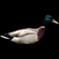 encouraging duck screenshot, image №1021851 - RAWG