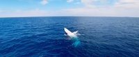 Swimming with Humpbacks screenshot, image №1898831 - RAWG