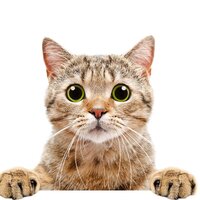 Killer Cats screenshot, image №3191306 - RAWG