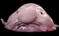 Blobfish Walk screenshot, image №2457778 - RAWG