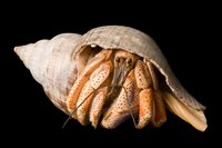 Life of a Hermit Crab screenshot, image №2752685 - RAWG