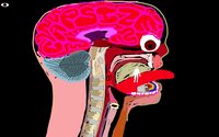 Brain screenshot, image №1225687 - RAWG