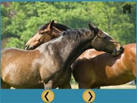 funny horses for kids - free game screenshot, image №1669889 - RAWG
