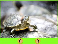 funny turtle for kids - free game screenshot, image №1669813 - RAWG