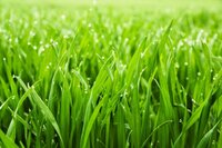 The Quest to Touch Some Grass screenshot, image №3533463 - RAWG