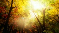 Look For Me screenshot, image №1926252 - RAWG