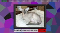Test your knowledge: Cats screenshot, image №825145 - RAWG