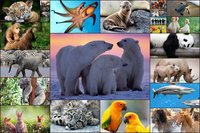 Animals Jigsaw Puzzles Game - For Kids & Adults 🐇 screenshot, image №1467618 - RAWG