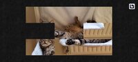 Cazzle - Sleeping Cat Puzzles screenshot, image №3537289 - RAWG