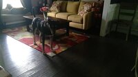 juping doo doo of da doggy screenshot, image №2500607 - RAWG
