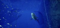 Aquarium at August 32nd VR screenshot, image №4130749 - RAWG