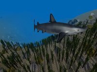 Shark Simulator 3D 2016 - Ocean animals screenshot, image №935937 - RAWG