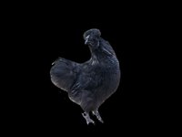 Look At All Those Chickens! screenshot, image №2128945 - RAWG