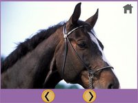 nice horses for kids - free screenshot, image №1739552 - RAWG