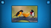 PUZZLE: BIRDS screenshot, image №1788107 - RAWG