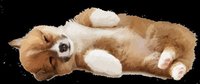 Corgi Clicker screenshot, image №1279705 - RAWG