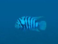 Swimming Fish screenshot, image №2346280 - RAWG