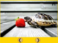 verry funny turtles for kids free screenshot, image №1866569 - RAWG