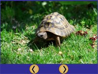 turtles for small kids - free screenshot, image №1866648 - RAWG