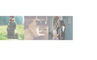 Des gifs et des lettres screenshot, image №1151278 - RAWG