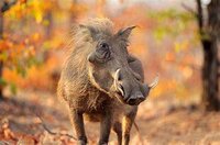 Animal Quiz Part 2 screenshot, image №3274609 - RAWG