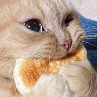 HungryCat screenshot, image №2395266 - RAWG