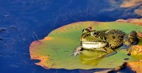 Frog Island screenshot, image №1925737 - RAWG