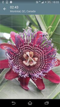 Jigsaw Puzzle: Flowers screenshot, image №1497465 - RAWG