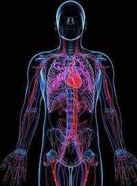 anatomyViewvv screenshot, image №2843928 - RAWG