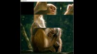 hgmGame-monkey screenshot, image №4184094 - RAWG