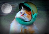 First Cat on the Moon - starring Bobo The Cat screenshot, image №3780727 - RAWG