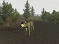 Deer Hunter 2005 screenshot, image №405118 - RAWG