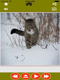 Animal Sounds Planet-Identify animal name with sounds screenshot, image №1645770 - RAWG