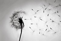 Kingdom of Dandelions screenshot, image №1184921 - RAWG