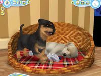 Petz Dogz 2 screenshot, image №487908 - RAWG