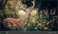 Puzzle Fauna 2022 screenshot, image №3439861 - RAWG
