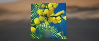 Sweet Thorn Acacia screenshot, image №3504542 - RAWG