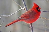 RED BIRD screenshot, image №1626771 - RAWG