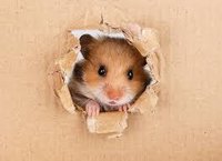 Jetpack Hamster screenshot, image №2264153 - RAWG