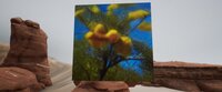 Sweet Thorn Acacia screenshot, image №3504545 - RAWG